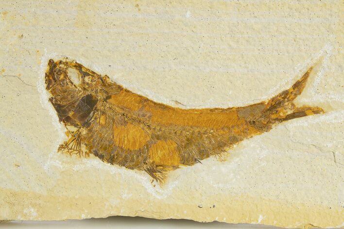 Detailed Fossil Fish (Knightia) - Wyoming #340816